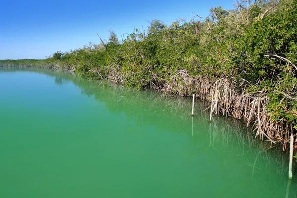 Lagune Mangroven Küste Maya Riviera — Stockfoto
