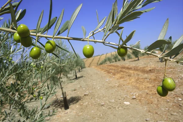 Schöne grüne Olivenfeld Makro über blauem Himmel — Stockfoto