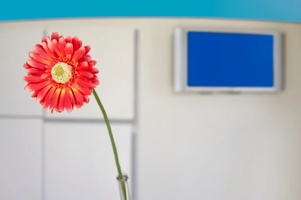 Moderne Bürolobby mit orangefarbener Gerbera-Blume — Stockfoto