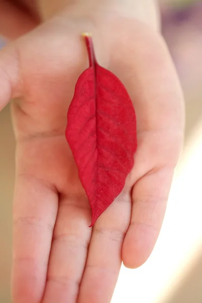 Red leaf over a children right hand — Stock Photo, Image