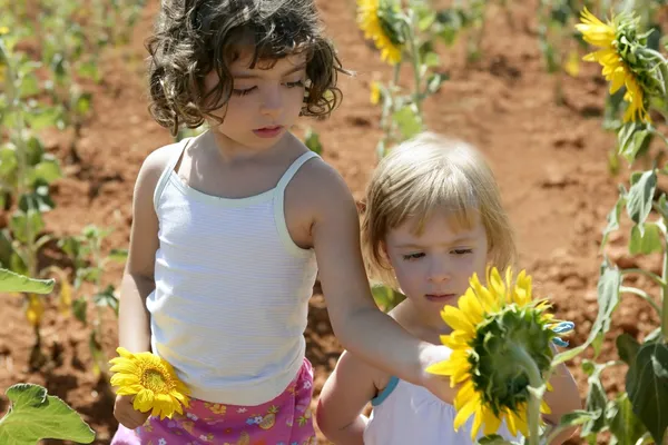 Güzel bir yaz ayçiçeği alandaki küçük bir kız — Stok fotoğraf