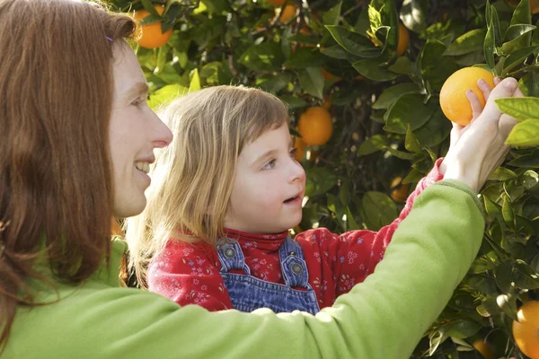 Anne gösteren kızı portakal ağacı hasat — Stok fotoğraf