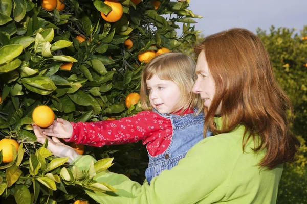 Madre mostrando hija naranja árbol cosecha —  Fotos de Stock