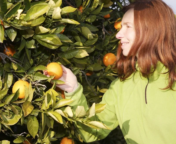 桔子树外地的女性农民丰收采摘水果 — 图库照片