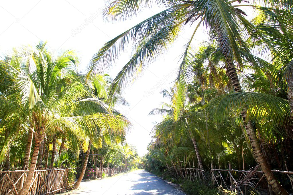 Coconut palm trees track road tropical