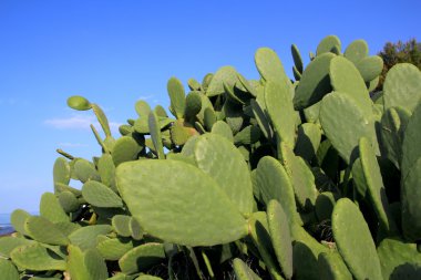 Chumbera nopal cactus plant blue sky clipart