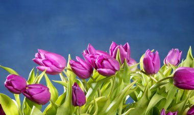 Tulips pink flowers on blue studio background clipart