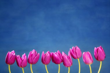 Pink tulips flowers in a row group line arrangement clipart