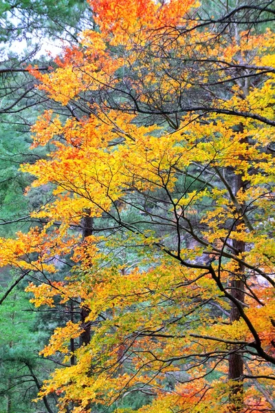 Barevný podzim podzim zlatožluté listy bukového lesa — Stock fotografie