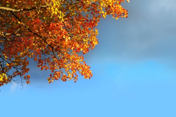 Stock image Autumn beech tree leaves stormy cloud blue sky