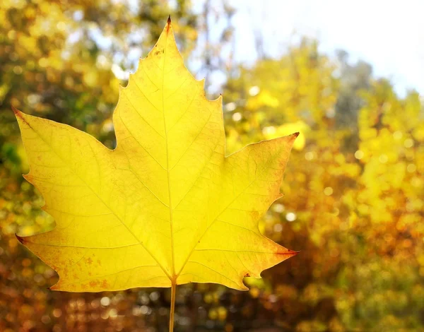 Φθινόπωρο κίτρινο χρυσό φύλλο μακροεντολών closeup εξωτερική δάσος — Φωτογραφία Αρχείου