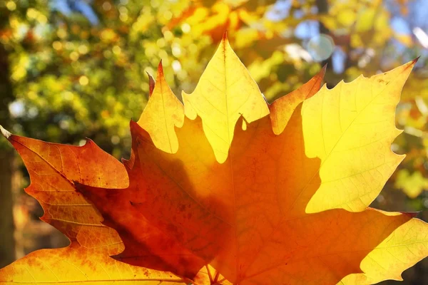 Jesień żółty złoty liść makro zbliżenie zewnątrz lasu — Zdjęcie stockowe