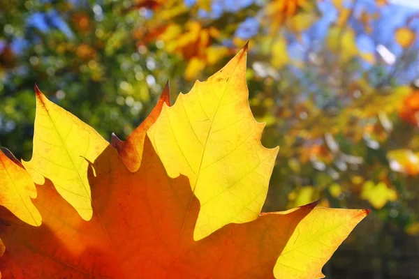 Jesień żółty złoty liść makro zbliżenie zewnątrz lasu — Zdjęcie stockowe