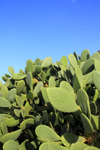 Chumbera nopal kaktusz növény kék ég — Stock Fotó