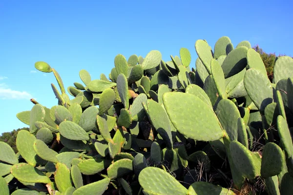 Chumbera nopal kaktus rostlin modrá obloha — Stock fotografie