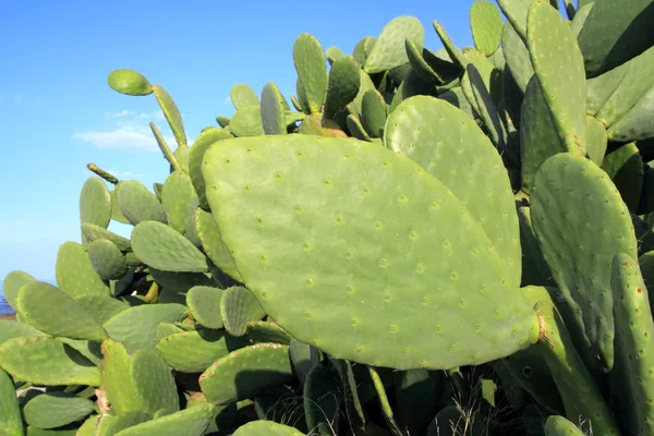 Chumbera nopal cactus anläggningen blue sky — Stockfoto