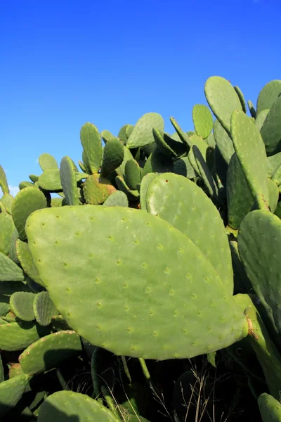 Chumbera Opuntia cactus plant blauwe hemel — Stockfoto