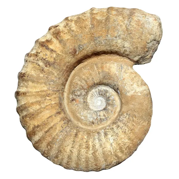 Fosilní spirála šnek kamenné skutečný starý zkamenělý shell — Stock fotografie