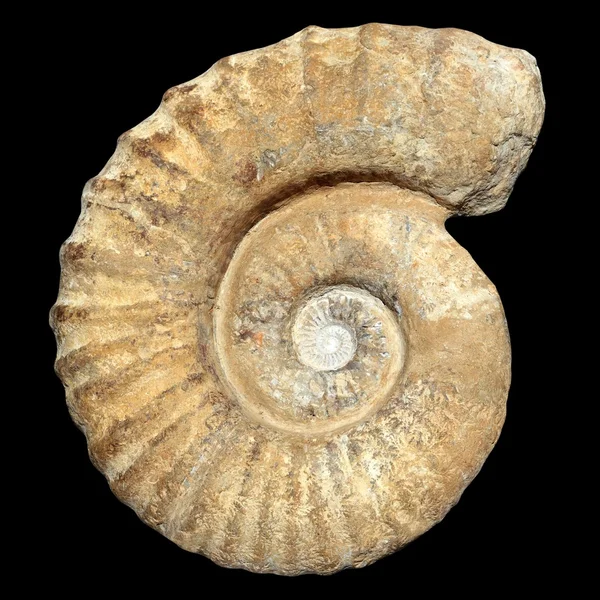 Pedra de caracol espiral fóssil concha petrificada antiga real — Fotografia de Stock