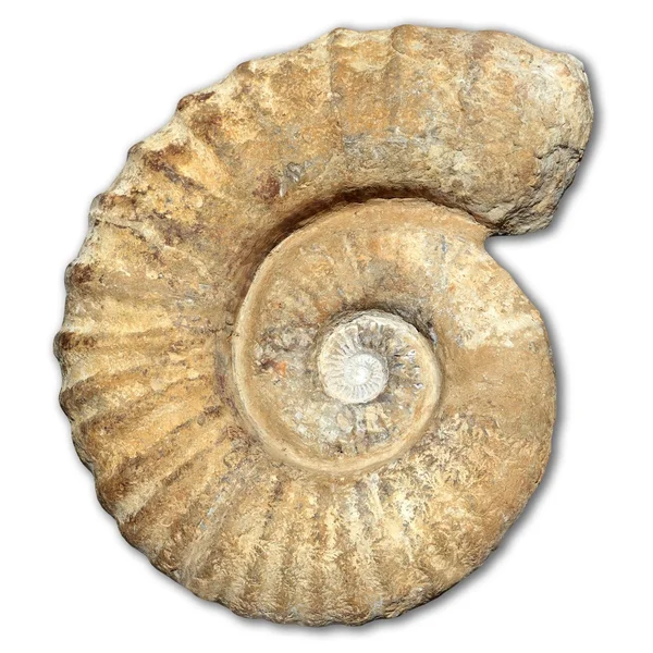 Fossil spiral snail stone real ancient petrified shell — Stock Photo, Image
