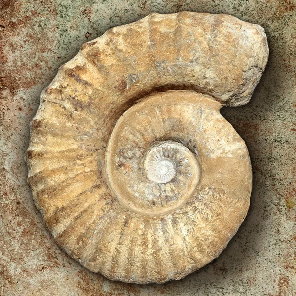 Ślimak spiralne kopalnych kamień prawdziwy starożytnych skamieniałe powłoki — Zdjęcie stockowe