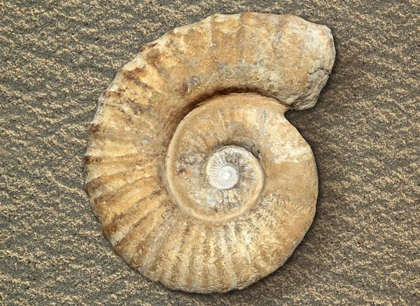 Fosil sarmal salyangoz taş gerçek antik taşlaşmış deniz hayvanı kabuğu — Stok fotoğraf