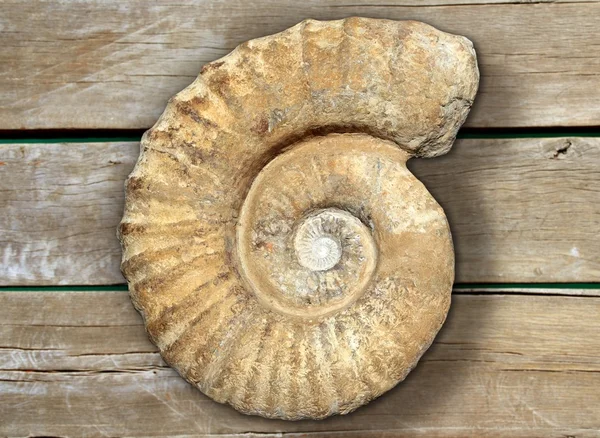 Fosil sarmal salyangoz taş gerçek antik taşlaşmış deniz hayvanı kabuğu — Stok fotoğraf