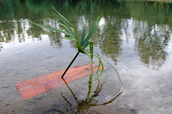 Дети лодка такой одинокий остров пальмы — стоковое фото
