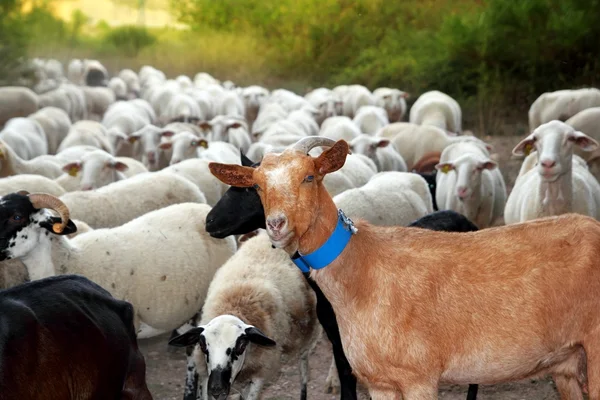 Goats and sheep herd flock outdoor track nature — Stock Photo, Image
