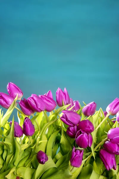 Tulipanes rosa flores azul verde estudio disparo —  Fotos de Stock