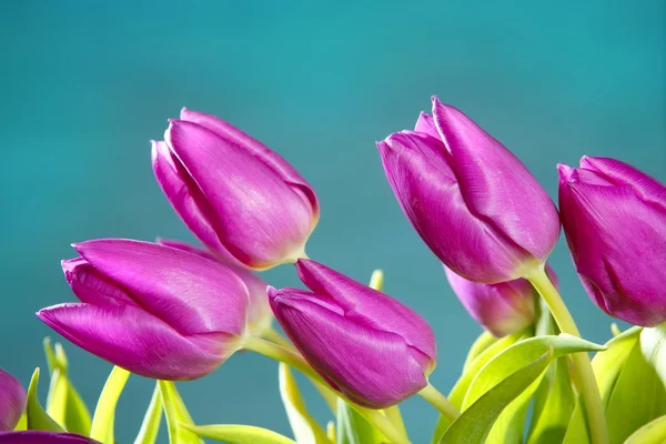 Tulipán rózsaszín virágok kék zöld stúdió felvétel — Stock Fotó