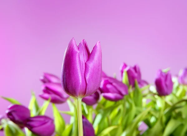 チューリップ ピンクの花ピンクのスタジオ撮影 — ストック写真