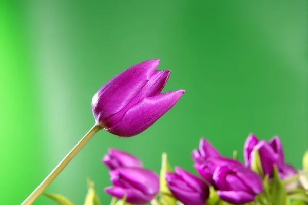 Lale çiçekleri parlak yeşil renkli pembe — Stok fotoğraf