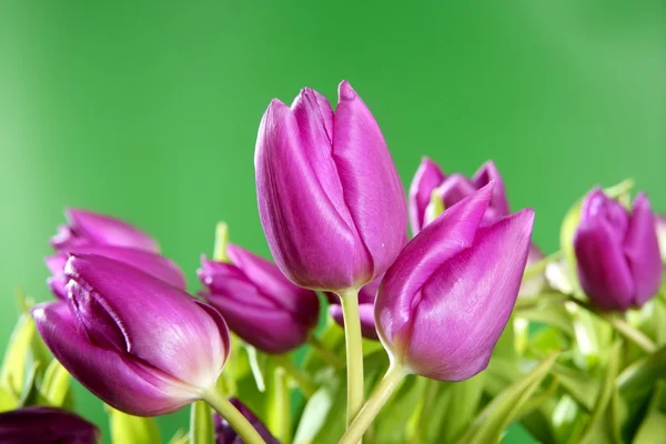 Tulipanes flores rosadas fondo verde vivo — Foto de Stock
