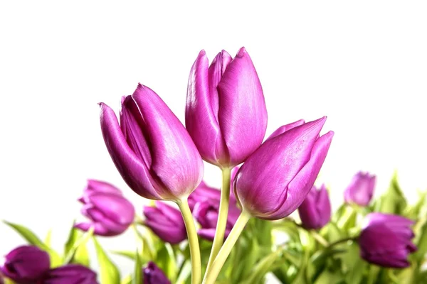 Tulipes fleurs roses isolées sur fond blanc — Photo