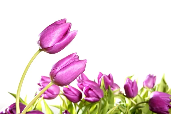 Beyaz arka plan üzerinde pembe çiçekler izole laleler — Stok fotoğraf
