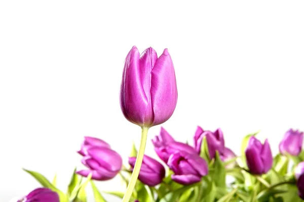 Tulipanes flores rosadas aisladas sobre fondo blanco — Foto de Stock