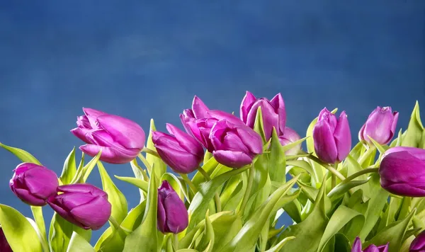 Tulips pink flowers on blue studio background