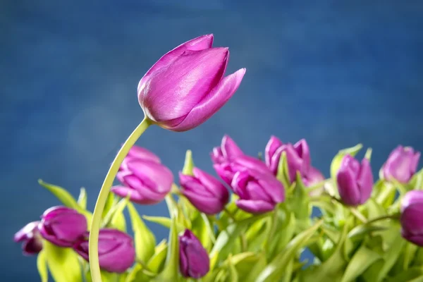 Tulipán rózsaszín virág kék stúdió háttere — Stock Fotó