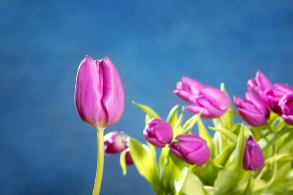 Tulipanes flores rosadas sobre fondo estudio azul — Foto de Stock