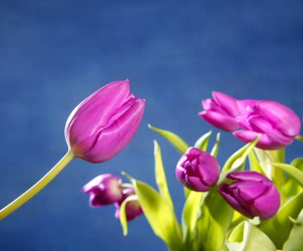 Tulipas flores rosa no fundo do estúdio azul — Fotografia de Stock