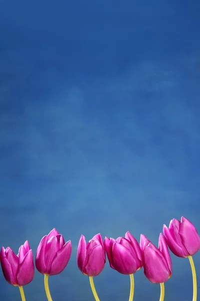 Květy růžové tulipány v řádku skupiny linie uspořádání — Stock fotografie