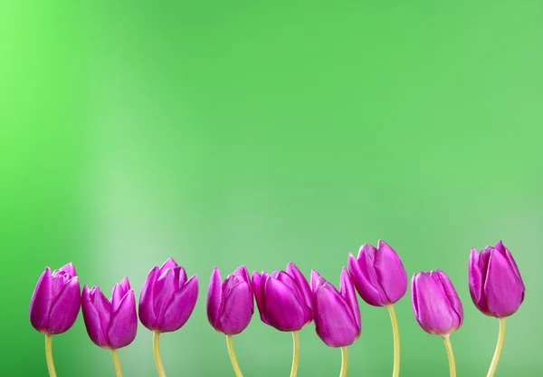Flores de tulipanes rosas en un arreglo de línea de grupo fila — Foto de Stock