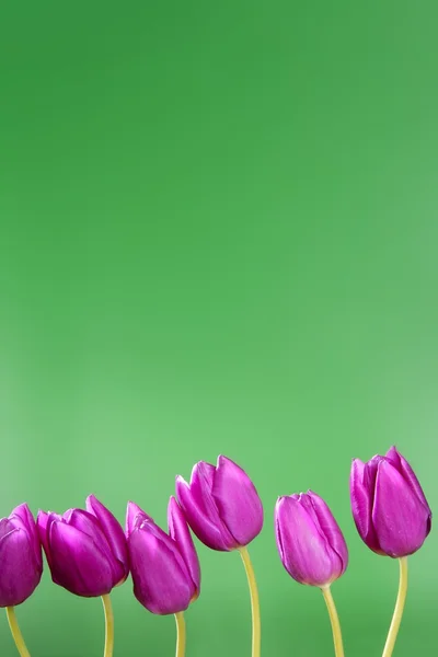 Flores de tulipas cor-de-rosa em uma linha de grupo arranjo — Fotografia de Stock