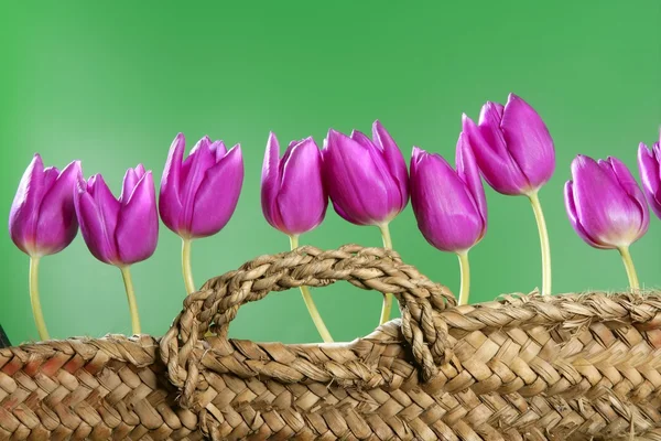 Basket pink tulips flowers in a row group line — Stock Photo, Image