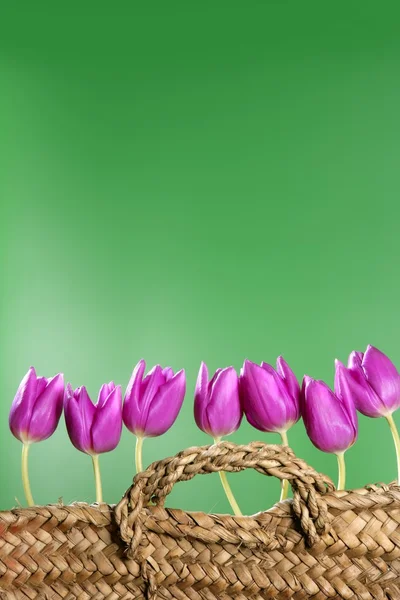 Basket pink tulips flowers in a row group line — Stock Photo, Image
