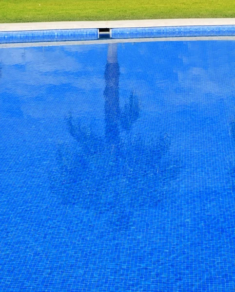 Piastrelle blu piscina con riflesso palma — Foto Stock