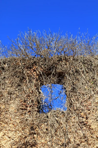 Стародавній замок настінне вікно, захоплене скелелазінням рослин — стокове фото