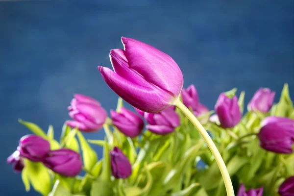 Tulipanes flores rosadas sobre fondo estudio azul Imagen de archivo