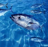 kékúszójú tonhal thunnus thynnus hal iskola víz alatti
